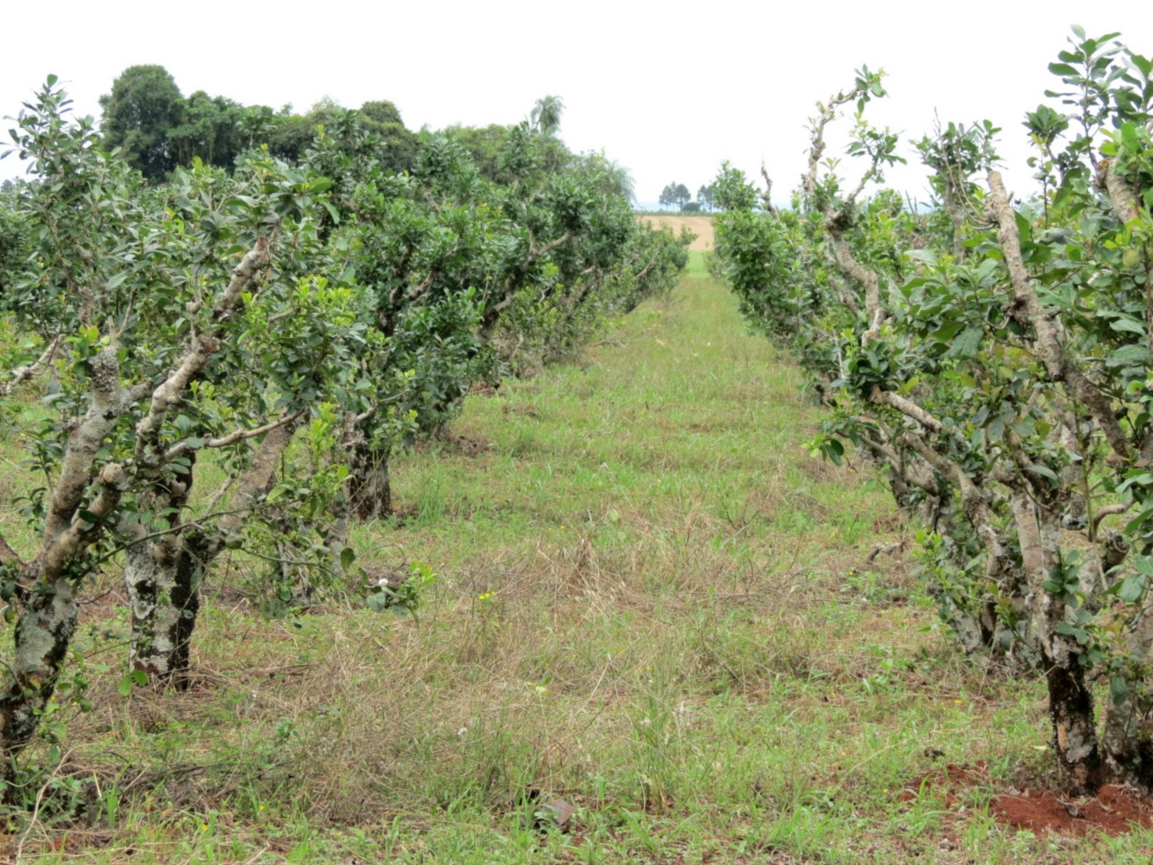 <p>Plantation de yerba mate, Itapúa.</p>